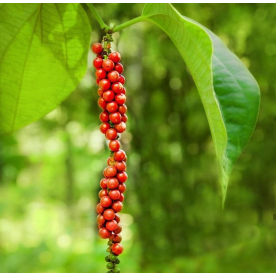 Tiêu chín xay nguyên chất - Đặc sản Phú Quốc